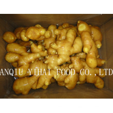 Fresh Ginger with High Quality for Sales